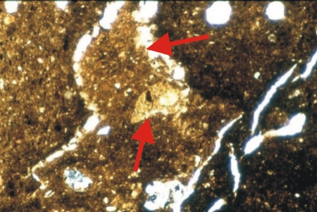 Piece of grog within a piece of grog - Plain polarised light  - Godin Tepe - Iran
