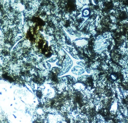 Volcanic ash - Plain polarized light - Volcanic 1 petrofabric - Belize